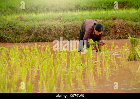 Femme Le repiquage du riz sur terrain, Thaïlande Banque D'Images