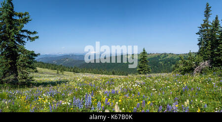 Prairie alpine, Manning Park, British Columbia, Canada Banque D'Images