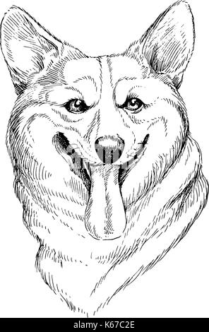 Vector esquisse dessinée à la main portrait de Welsh Corgi Pembroke . hand drawn chien domestique illustration isolé sur fond blanc Illustration de Vecteur