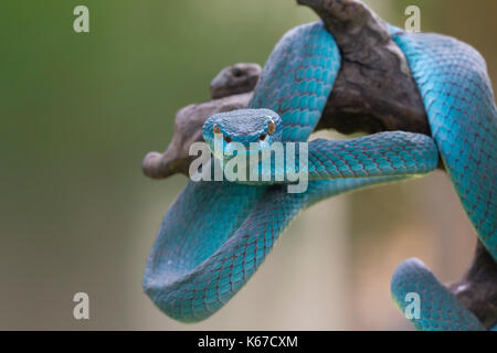 Serpent viper bleu sur une branche Banque D'Images