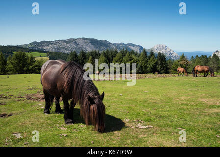 Le pâturage des chevaux, Urkiola Parc National, Gascogne, Pays Basque, Espagne Banque D'Images