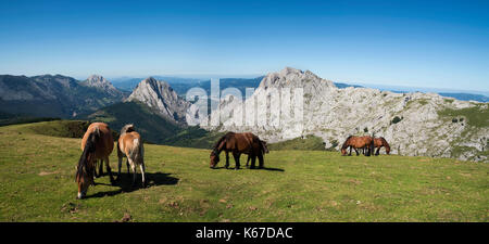 Le pâturage des chevaux, Urkiola Parc National, Gascogne, Pays Basque, Espagne Banque D'Images