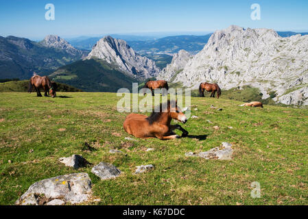 Le pâturage des chevaux, Urkiola Parc National, Gascogne, Pays Basque, Espagne Banque D'Images