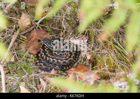 L'additionneur masculins (Vipera berus) se dorant dans Surrey, UK Banque D'Images