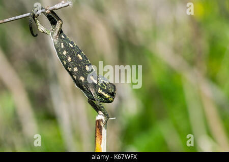 Un bébé caméléon en s'étendant de camouflage pour conserver un rameau de fenouil. Malte Banque D'Images