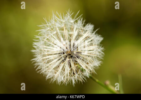 Le pissenlit officinal blowballs blanc - Taraxacum officinale Banque D'Images