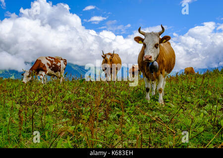 Les vaches paissent sur les verts pâturages de la montagne de l'Oberland bernois Banque D'Images