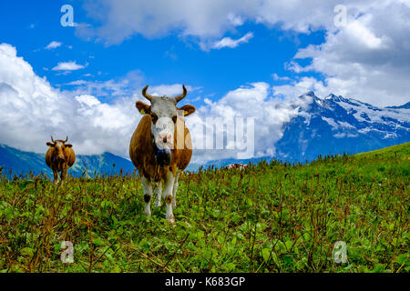 Les vaches paissent sur les verts pâturages de la montagne de l'Oberland bernois Banque D'Images
