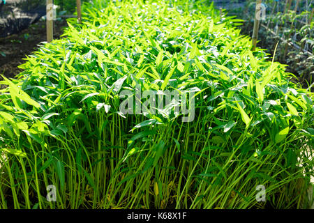 L'eau verte plantes épinards in vegetable garden Banque D'Images