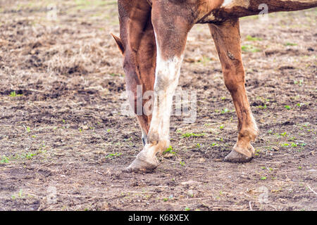 Gros plan du cheval brun par clôture en bois blanc en terre ferme paddock champ dans le sol sur l'herbe de pâturage paysage Banque D'Images