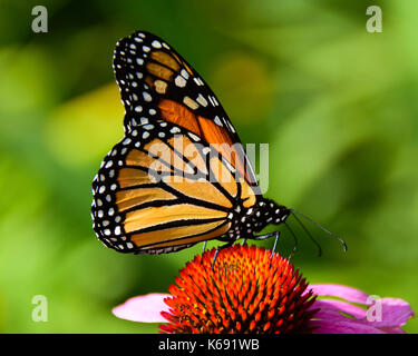 Le monarque (Danaus colorés plesippus) se nourrissant de pourpre dans le jardin en spéculateur, New York, NY USA Banque D'Images