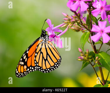 Belle colorful le monarque (Danaus plexippus) se nourrissant de phlox rose dans un jardin de spéculateur, New York USA Banque D'Images