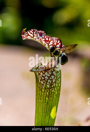 Abeille pollinisateurs sur le bord d'une sarracénie vert avec des bords rouges et les veines, une plante indigène de Caroline du Nord, USA. Banque D'Images