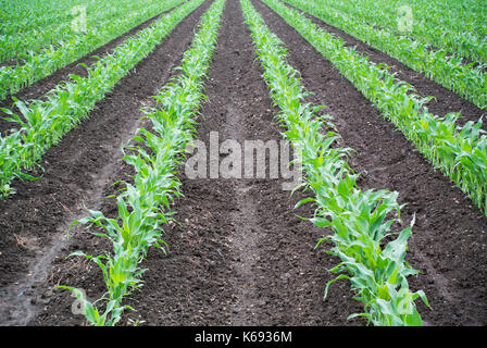 Corn Growing in Field Banque D'Images