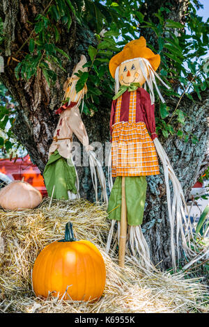 Un affichage traditionnel pour l'halloween de cette année dans l'Organisation des États, composé de citrouilles, bottes de foin et de faire peur aux corneilles. Banque D'Images