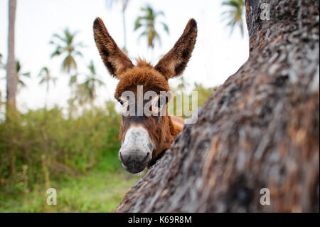 Bebe Ane Est Un Mignon Bebe Timide Curieux Avec Ane Grand Grand Adorable Floppy Ears A Droite A Vous Photo Stock Alamy Bebe Ane Est Un Mignon Bebe Timide Curieux Avec Ane Grand Grand Adorable Floppy Ears A Droite A Vous Photo Stock Alamy