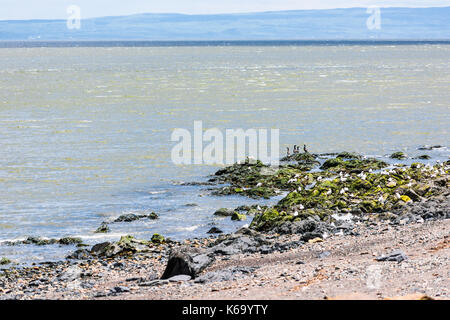 Plage rocheuse sur la rive du fleuve Saint-Laurent au Québec, Canada Saint-Irenee, dans la région de Charlevoix avec des mouettes et des grands cormorans noirs oiseaux, rochers, Banque D'Images