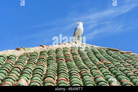 Seagull sur tuiles marocaines en forteresse à Essaouira. Maroc Banque D'Images