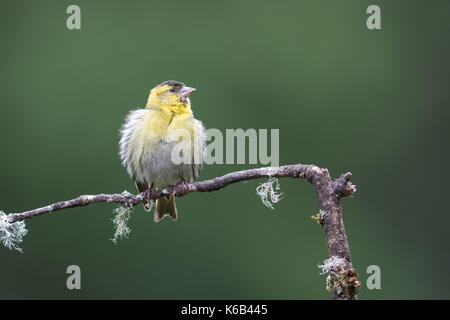 Une femelle juvénile de Symons avec fluffled à perdre des plumes perché sur une branche à l'affût de la droite avec l'espace pour le texte Banque D'Images