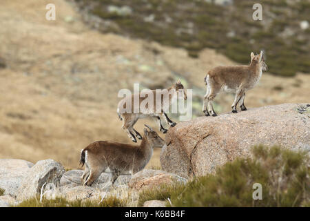 Ibex espagnol - la saison des amours Banque D'Images