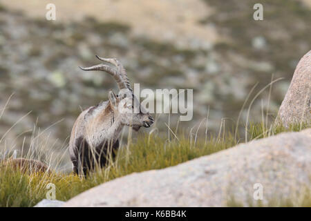 Ibex espagnol - la saison des amours Banque D'Images