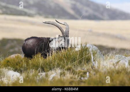 Ibex espagnol - la saison des amours Banque D'Images