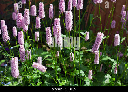 Gros plan de fleurs de Polygonum bistorta rose dans un jardin frontière Angleterre Royaume-Uni Grande-Bretagne Banque D'Images