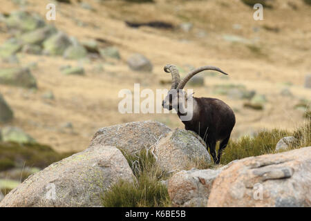 Ibex espagnol - la saison des amours Banque D'Images