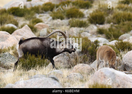 Ibex espagnol - la saison des amours Banque D'Images