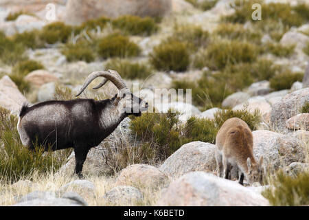 Ibex espagnol - la saison des amours Banque D'Images