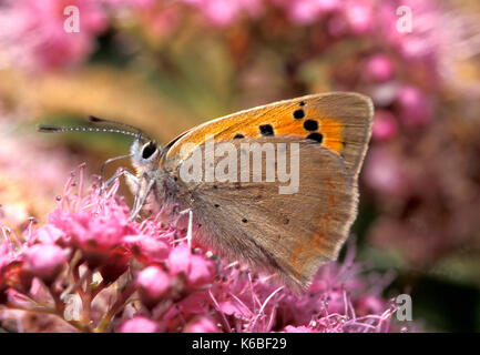 Petit papillon Lycaena cuivre, phlaeus, uk, côté adultes vue du dessous des ailes, se nourrissant de fleurs Banque D'Images