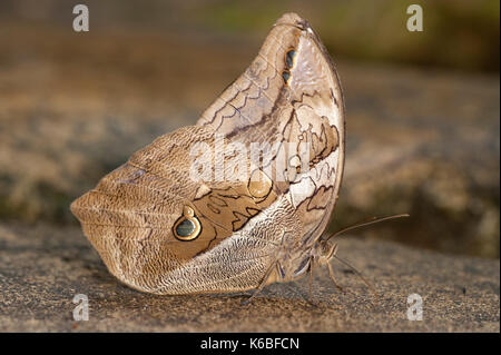 Owl butterfly, eryphanis polyxena , l'Amérique du Sud, bambou, rainforest, jungle Banque D'Images