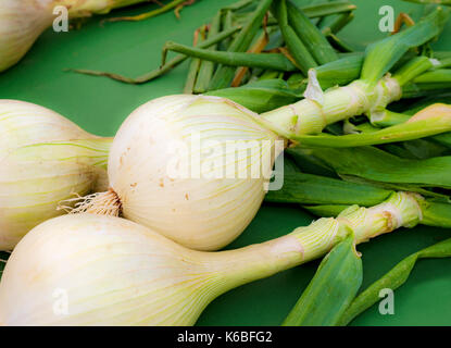 Gros plan de l'oignon blanc fraîchement cueilli oignons légumes légumes Angleterre Royaume-Uni Grande-Bretagne Grande-Bretagne Banque D'Images