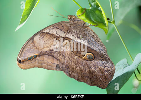 Owl butterfly, eryphanis polyxena , l'Amérique du Sud, bambou, rainforest, jungle Banque D'Images