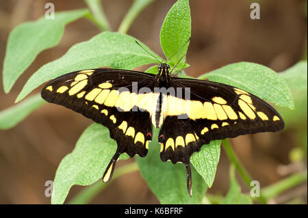 Papillon orange, papilio thoas, USA, King, le repos avec des ailes ouvertes, les couleurs jaune et noir Banque D'Images