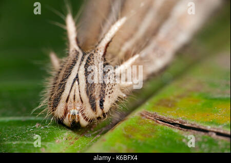 Papillon hibou caligo eurilochus, Caterpillar, l'Amérique centrale et du sud, reposant sur des feuilles de banane, tête cornue, larves Banque D'Images