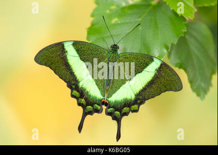 Papillon du machaon émeraude, papilio palinurus, l'Asie du Sud, en appui avec les ailes ouvertes, couleur vert Banque D'Images