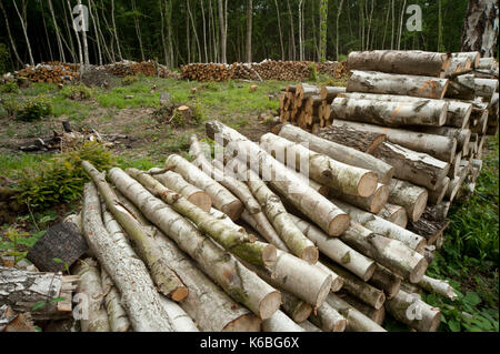 Dans un bois taillis, blean kent woodlands, UK, pour la gestion de la faune pour heath fritillary papillon, l'un de nos plus rares uk papillons, pleine Banque D'Images