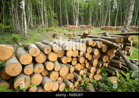 Dans un bois taillis, blean kent woodlands, UK, pour la gestion de la faune pour heath fritillary papillon, l'un de nos plus rares uk papillons, pleine Banque D'Images