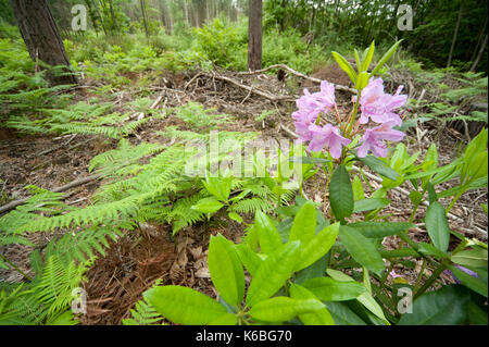 Rhododendron arbuste, de plus en plus de forêts, taillis pour la conservation, à blean kent woodlands, uk pour heath fritillary mellicta athalia, papillon, l'un Banque D'Images