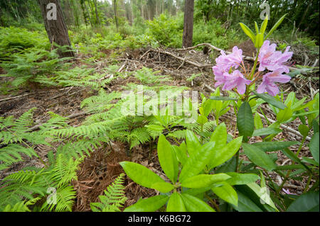 Rhododendron arbuste, de plus en plus de forêts, taillis pour la conservation, à blean kent woodlands, uk pour heath fritillary mellicta athalia, papillon, l'un Banque D'Images