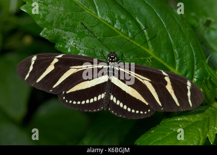 Zebra longwing, papillon heliconius charithonia, adultes, en appui avec les ailes ouvertes, rayures noires et blanches Banque D'Images