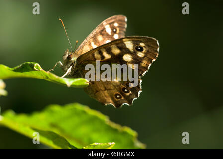 Bois moucheté, papillon pararge aegeria, réchauffement climatique lui-même dans la lumière du soleil dans les bois de patch Banque D'Images