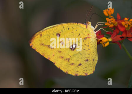 Prescription orange papillon phoebus, philea, couleur jaune sur fleur Banque D'Images