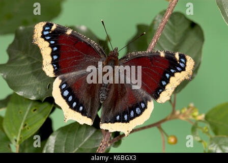 Camberwell beauty, nymphalis antiopa papillon, ailes déployées, ouvert, des couleurs sombres avec des taches bleu et crème, migre vers la frontière de l'Europe Royaume-uni, p Banque D'Images