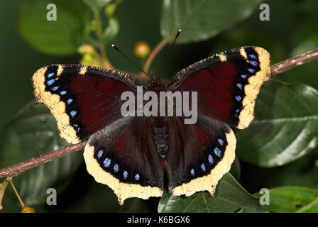 Camberwell beauty, nymphalis antiopa papillon, ailes déployées, ouvert, des couleurs sombres avec des taches bleu et crème, migre vers la frontière de l'Europe Royaume-uni, p Banque D'Images