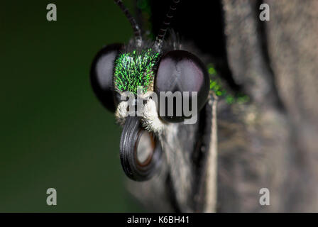 Emerald swallowtail butterfly papilio palinurus, eye, Close up montrant œil composé, noir, philippines Banque D'Images