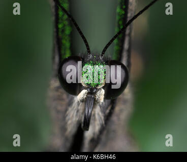 Emerald swallowtail butterfly papilio palinurus, eye, Close up montrant œil composé, noir, philippines Banque D'Images