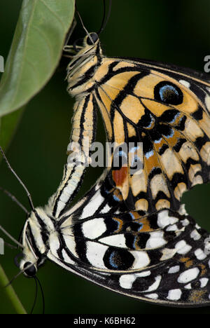 Papillons machaons lime, papilio demoleus, paire d'accouplement, butterfly, Close up des abdomens jointes Banque D'Images