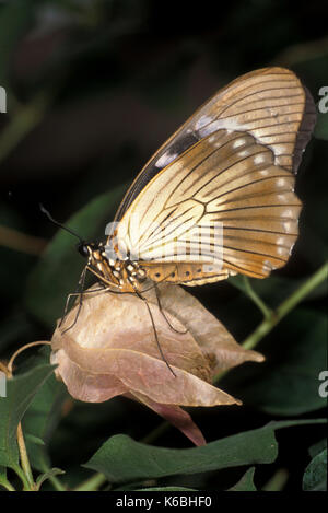 Moqueur, papillon du machaon papilio dardanus, afrique, femme, dessous des ailes, Banque D'Images